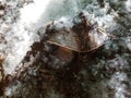 A large mushroom has grown under the white fluff. Royalty Free Stock Photo