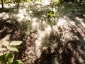 A large mushroom has grown under the white fluff. Royalty Free Stock Photo