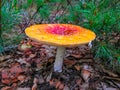 Large mushroom fly on the ground. Natural poison