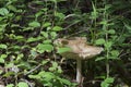 Large mushroom on the forest floor Royalty Free Stock Photo