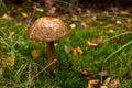 Large mushroom fungus in the mossy forest