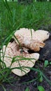 Large mushroom in the grass Royalty Free Stock Photo