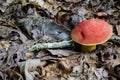 Large Mushroom Growing on the Forest Floor - 2