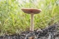 A large mushroom growing in the grass rain, snail shell