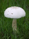 Large mushroom Royalty Free Stock Photo