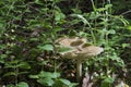 Large mushroom on the forest floor Royalty Free Stock Photo