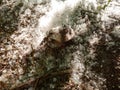 A large mushroom has grown under the white fluff. Royalty Free Stock Photo