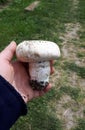 large mushroom mushroom in a woman's hand. White big mushroom champignon Royalty Free Stock Photo