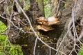 Large mushroom polyporus squamosus grows on a lime tree Royalty Free Stock Photo