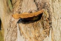 Large mushroom on a tree. Selective focus. Royalty Free Stock Photo
