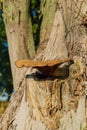 Large mushroom on a tree. Selective focus. Royalty Free Stock Photo
