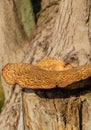 Large mushroom on a tree. Selective focus Royalty Free Stock Photo