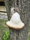 Large mushroom in the tree trunk