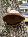 Large mushroom in the tree trunk