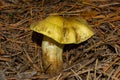 Large mushroom Tricholoma equestre Yellow Knight in pine forest closeup. Selective focus