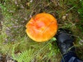 Large fungi mushroom thingy