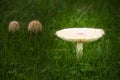 Large Mushroom, Wild in the Grass with a Glow