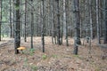 Large mushrooms with a brown cap grow among moss, grass, fallen needles in a clearing in the forest. Large edible mushrooms in a y Royalty Free Stock Photo