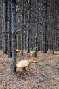 Large mushrooms with a brown cap grow among moss, grass, fallen needles in a clearing in the forest. Large edible mushrooms in a y Royalty Free Stock Photo