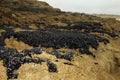 Large Mussel Colony On The Rocky Beach Of Cap Frehel Bretagne France