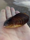 A large mussel