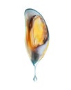 Large mussel in a shell with a drop of water