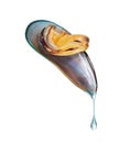 Large mussel in a shell with a drop of water on a white background