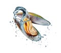 Large mussel in a shell with splashes of water isolated on a white background