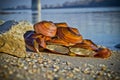 Large mussel shells