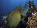 A large Napoleon wrasse fish swimming over the reef