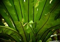 Large Native Fern