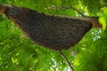 Large natural beehive hanging on a tree Royalty Free Stock Photo