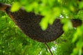Large natural beehive hanging on a tree