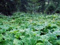 Large natural fields of butterbur along the stream ValÃÂ¼nerbach Valunerbach or Valuenerbach and in the Saminatal alpine valley Royalty Free Stock Photo