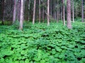 Large natural fields of butterbur along the stream ValÃÂ¼nerbach Valunerbach or Valuenerbach and in the Saminatal alpine valley Royalty Free Stock Photo