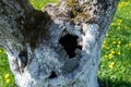 A large natural hollow in an old apple tree in a garden against a blurry background of a spring garden.