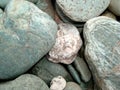 Backdrop large natural pebble of various colors close-up. Royalty Free Stock Photo