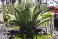 Large naturalised cactii in the flwer beds along the sea front in Playa de Las Americas in Teneriffe Royalty Free Stock Photo