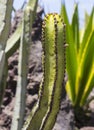 Large naturalised cactii in the flwer beds along the sea front in Playa de Las Americas in Teneriffe Royalty Free Stock Photo