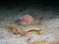 Large necklace shell, Euspira catena. Achmelvich Bay, Diving, Scotland Royalty Free Stock Photo