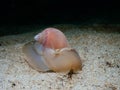 Large necklace shell, Euspira catena. Achmelvich Bay, Diving, Scotland Royalty Free Stock Photo