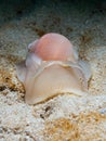 Large necklace shell, Euspira catena. Achmelvich Bay, Diving, Scotland Royalty Free Stock Photo