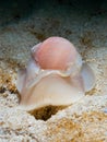 Large necklace shell, Euspira catena. Achmelvich Bay, Diving, Scotland Royalty Free Stock Photo