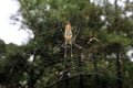 Large Nephila maculata, Giant Long-jawed northern golden orb weaver or Giant wood spider on web Royalty Free Stock Photo