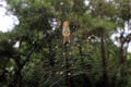 Large Nephila maculata, Giant Long-jawed northern golden orb weaver or Giant wood spider on web Royalty Free Stock Photo