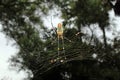 Large Nephila maculata, Giant Long-jawed northern golden orb weaver or Giant wood spider on web