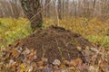 Large nest. Anthill in the autumn forest, fallen yellow leaves.