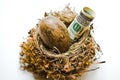 Large Nest Egg Royalty Free Stock Photo