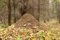 Large nest under the old tree. Anthill in the autumn forest, fallen yellow leaves