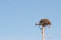 Large nest on utility pole